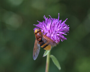  Hornet mimic hoverfly on a purple flower 