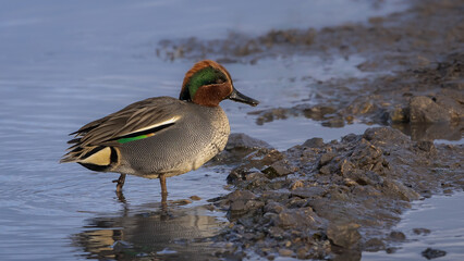 Male Teal (Anas crecca) at waters edge