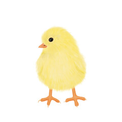 Cute Baby Chicken, Easter Chicken