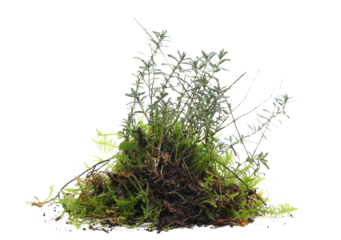 Green moss and grass isolated on white