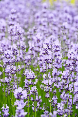Obraz premium Beautiful Lavandula angustifolia flowers.