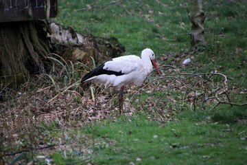 A close up of a White Stork