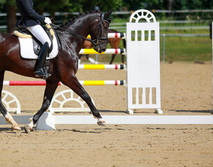 Dressage horse, horse dressage in tournament close-up with space for text.