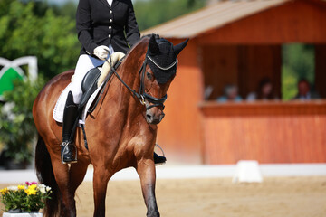 Dressage horse, horse dressage in tournament close-up with space for text.