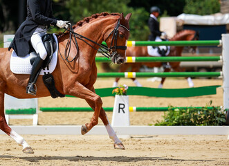 Dressage horse, horse dressage in tournament close-up with space for text.