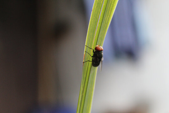 Blurry view of the common green bottle fly or Lucilia sericata, land on a long leaf