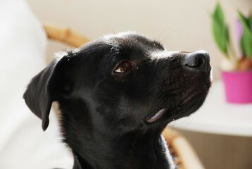 Portrait of cute black puppy animal background