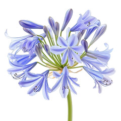 Naklejka premium Agapanthus Blue African Lily