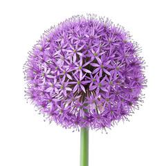 purple allium flower isolated - obrazy, fototapety, plakaty