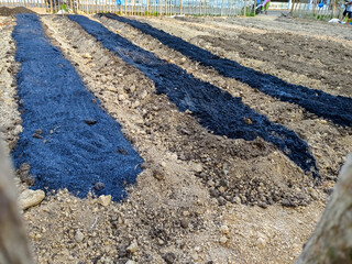 several mounds of earth sprinkled with organic fertilizer and burnt rice husks on a chili farm