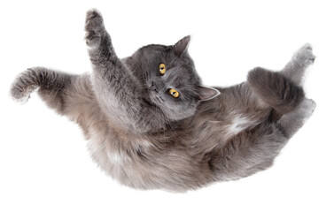 Gray cat lies on a white background