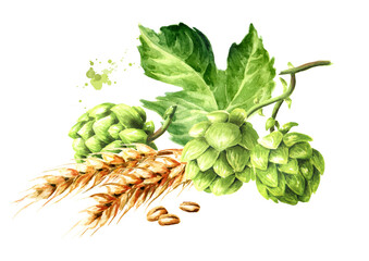 Fresh green hops (Humulus lupulus) and ears of wheat and barley . Hand drawn watercolor...