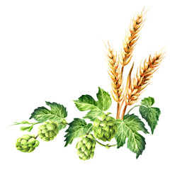Fresh green hops (Humulus lupulus) and ears of wheat and barley. Hand drawn watercolor...