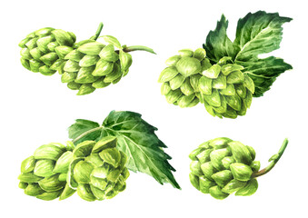 Obraz premium Fresh green hops (Humulus lupulus) and hop leaf set . Hand drawn watercolor illustration isolated on white background