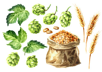 Fresh green hops (Humulus lupulus) and ears of wheat and barley set. Hand drawn watercolor...