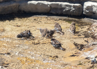 Sparrow bathes in streams in nature