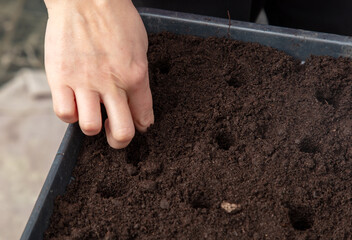 A woman plants seeds in the ground