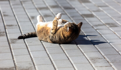 The cat lies on the paving slabs