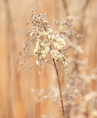 Dry ears of flowers on herbaceous plants