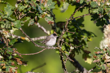 Black cap on a branch 