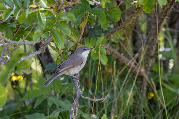 Lesser whitethroat on a branch