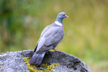 Common wood pigeon on a rock