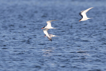 Common terns in flight