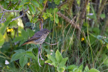Juvenile redstart on a branch