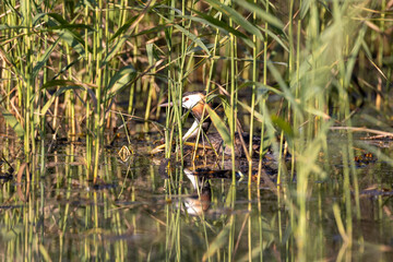 great crested grebe hiding in the reeds