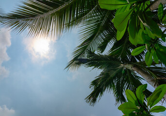 Fototapeta premium tropical forest, palm trees and other plants against the background of the sky and the bright sun, view from the bottom