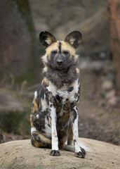 African wild dog (Lycaon pictus) full body frontal portrait sitting on rocky terrain