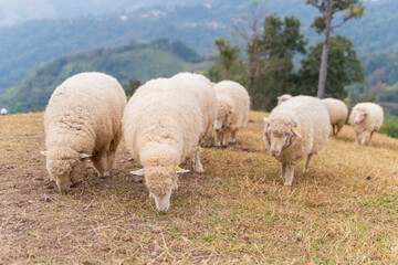 Fototapeta premium flock of sheep are walking in the meadow