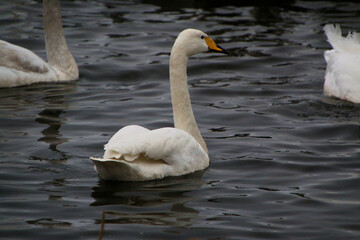 A close up of a Whooper Swan