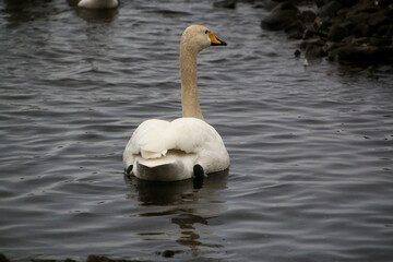 A close up of a Whooper Swan