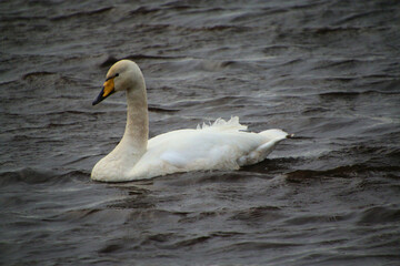 A close up of a Whooper Swan