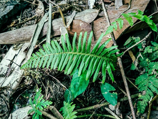 fern in the forest