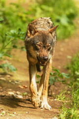 male Eurasian wolf (Canis lupus lupus) coming right up