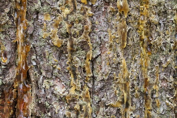 spruce bark smeared with pitch