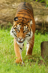 male Malayan tiger (Panthera tigris jacksoni) face to face