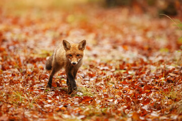 male red fox (Vulpes vulpes) with orange leaves
