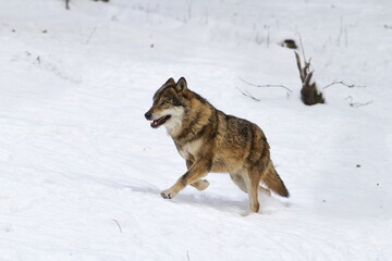 male Eurasian wolf (Canis lupus lupus) running through the snow in winter