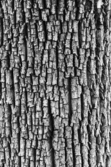 Detail of oak tree bark, black and white, close up