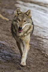 male Eurasian wolf (Canis lupus lupus) at the end of winter