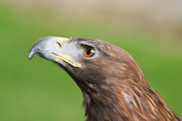 female golden eagle (Aquila chrysaetos) detail head portrait