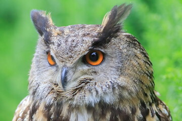 male Eurasian eagle-owl (Bubo bubo) very close portrait