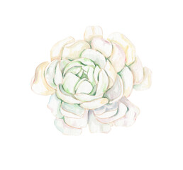Watercolor white rose isolated on white background. White flower. White eustoma. lisianthus Botanical illustration. Design for cards, wedding, greetings