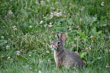 rabbit in the grass