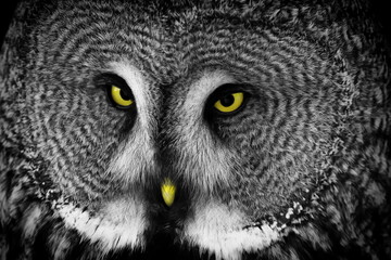 The great grey owl (Strix nebulosa) black and white