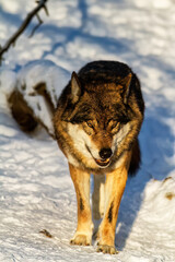 Fototapeta premium male Eurasian wolf (Canis lupus lupus) in the winter forest