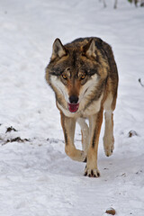 male Eurasian wolf (Canis lupus lupus) like when he laughs